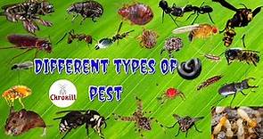What are the different types of pest