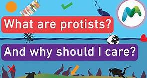 What are protists?