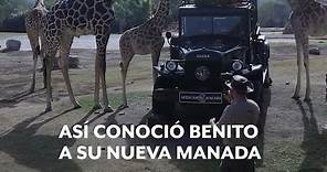 Benito, la jirafa, conoce a su nueva manada