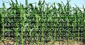 Detecting Genetically Modified Foods by PCR, Part I