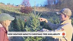 How weather challenges can limit supply of Christmas trees