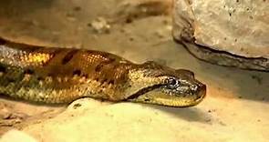 Anaconda Facts: 14 Facts about Green Anacondas