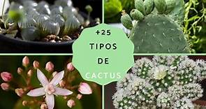 25 tipos de cactus: nombres y cuidados con FOTOS y VÍDEOS
