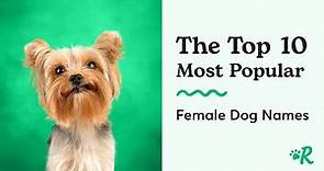 The Top 10 Female Dog Names - Common Girl Dog Names