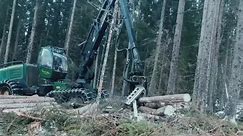 Tree Felling big #cuttree #treefelling #technology #reelsfb #reelsvideo #cleartree #removetree #safelywork #reelsfbviral #reelsfb #reelsvideo #cleartree #technology #removetree #treefelling #cuttree | Tree Felling