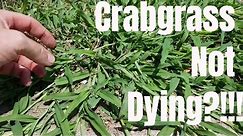 DIY how to kill crabgrass. My crabgrass is not dying. How to prevent and control crabgrass