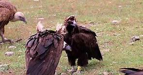 Eurasian Black Vulture PH3 courtship behaviour