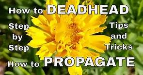How to Care For and Propagate a Tickseed Coreopsis Plant