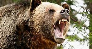 Охота медведя гризли (лат. Ursus arctos horribilis)