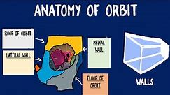 Orbit Anatomy