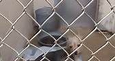 Video 1 of 3 Help... - City of Hot Springs Animal Services