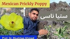 Uses of Mexican Prickly Poppy | Argemone mexicana | Satianasi | Miracle Herbal Diversity
