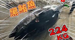 如何處理黑鮪魚｜224公斤巨型黑鮪魚的切割技巧 船長熱情招待～吃起來！《成功漁港》2020/05/14