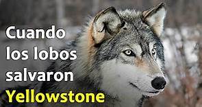 Cómo los Lobos Salvaron Yellowstone | Ecos de la Tierra #1