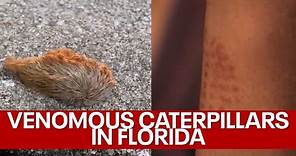 Venomous puss caterpillars spotted in Central Florida