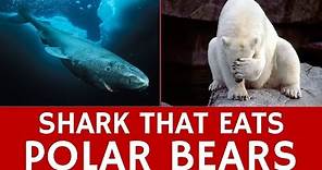 Super Predator Shark that Eats Polar Bears: Facts about Greenland Sharks