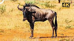 Among Africa's Swiftest Creatures: Wildebeest | 4K Animal Documentary