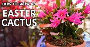 Tips For Growing An Easter Cactus (Spring Cactus) / Joy Us Garden