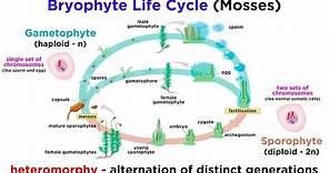 Bryophytes and the Life Cycle of Plants