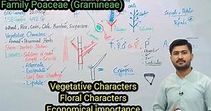 9.16 Family Poaceae Gramineae | Characteristics of Family Poaceae Biology class 11