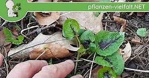 Ährige Teufelskralle - Erste Boten - 08.04.18 (Phyteuma spicatum) - Wildpflanzen-Bestimmung