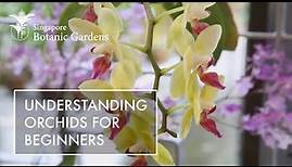 Understanding Orchids For Beginners