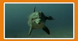 What is the most intelligent animal in our oceans? - KS2 Sustainability (Humanities - Geography) - BBC Bitesize