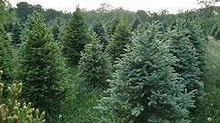 Cost of Christmas trees up this holiday season