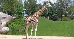 La Giraffa | The Giraffe | La Jirafa | La Girafe | Zoom Torino