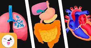 Los sistemas del cuerpo humano para niños - Sistema circulatorio, digestivo y respiratorio