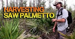 How To Eat Saw Palmetto