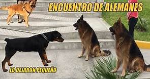 Pastor alemán y Rottweiler - encuentro de perros alemanes - MASCADOR - encounter of powerful dogs