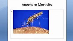 PSM 807 Anopheles Mosquito Morphology Features Larva Egg Pupa