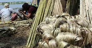 The Amazing Story Jute cultivation at Nilgunj, Barrackpore, West Bengal , India