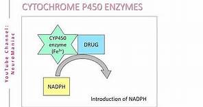 BIOCHEMISTRY - CYTOCHROME P450 ENZYMES AND OXIDATION PROCESS