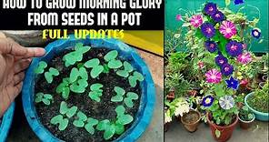 How To Grow Morning Glory From Seed (FULL INFORMATION)