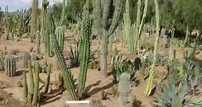 Cactus Slideshow Comparison - Stenocereus griseus vs. S. pruinosus