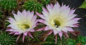 5 Tipos de cactus con flores más espectaculares !