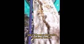 Fascinating Facts About Subterranean Termites