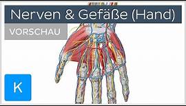 Anatomie der Hand: Nerven und Blutgefäße (Vorschau) | Kenhub