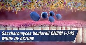 Mode of action of Saccharomyces boulardii CNCM I-745