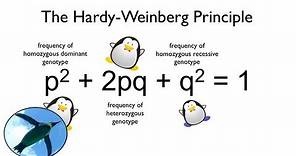 The Hardy-Weinberg Principle: Watch your Ps and Qs