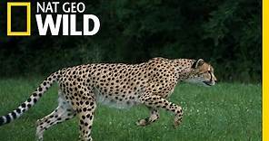 Cheetahs 101 | Nat Geo Wild
