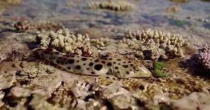 The walking shark - Great Barrier Reef with David Attenborough: Episode 3 Preview - BBC One
