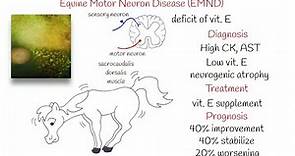 Sindrome del motoneurone - Studenti di veterinaria