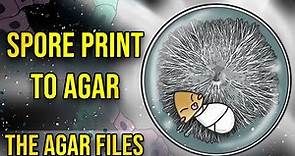 The Agar Files - Spore Print to Agar (Intro to Agar)