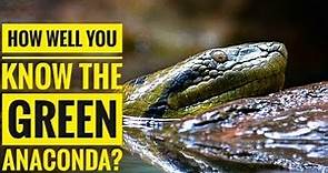 Green Anaconda || Description, Characteristics and Facts!