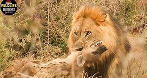 30 Incredible Moments Hyena Vs Lion Fight Caught On Camera
