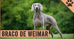 Braco De Weimar Información De Raza De Perro | Perros Mundo