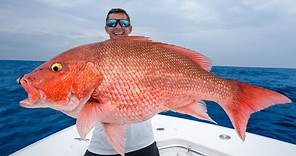 Florida's MOST Controversial Fish... Catch and Cook (Red Snapper)